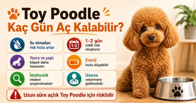 Toy Poodle kaç gün aç kalabilir?