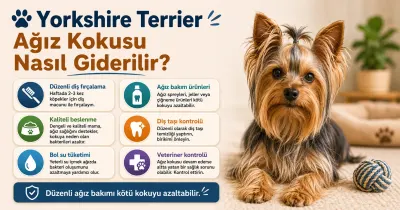 Yorkshire Terrier ağız kokusu nasıl giderilir?