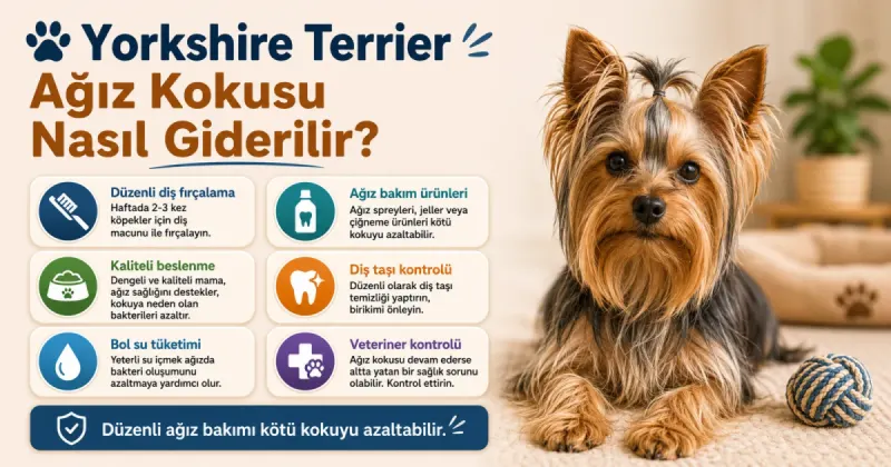 Yorkshire Terrier ağız kokusu nasıl giderilir?