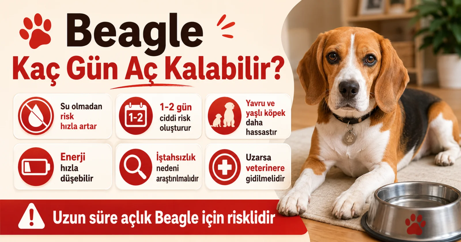 Beagle kaç gün aç kalabilir?