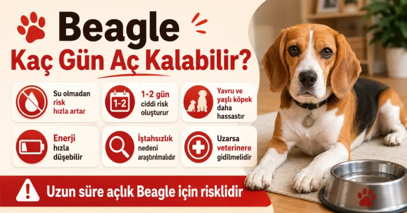 Beagle kaç gün aç kalabilir?