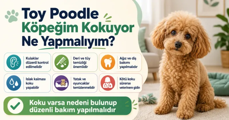 Toy Poodle köpeğim kokuyor ne yapmalıyım?