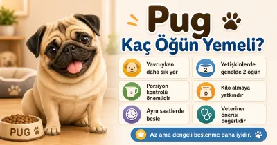 Pug kaç öğün yemeli?