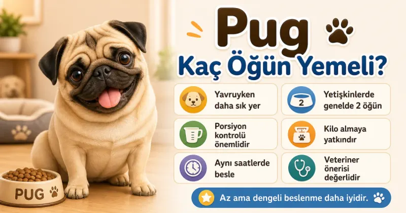Pug kaç öğün yemeli?