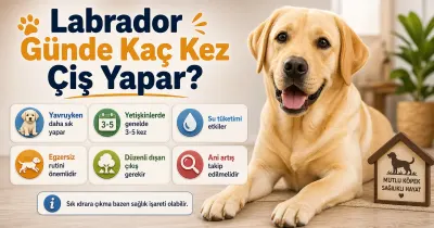 Labrador günde kaç kez çiş yapar?