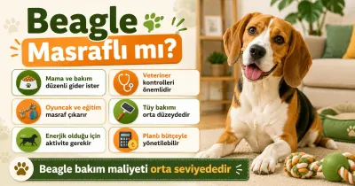 Beagle masraflı mı?