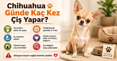 Chihuahua günde kaç kez çiş yapar?