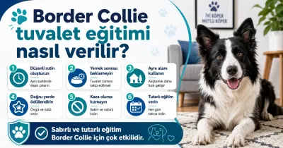 Border Collie tuvalet eğitimi nasıl verilir?