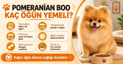 Pomeranian Boo kaç öğün yemeli?