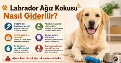 Labrador ağız kokusu nasıl giderilir?