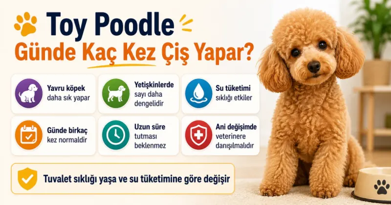 Toy Poodle günde kaç kez çiş yapar?