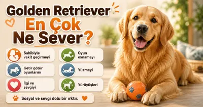 Golden Retriever en çok ne sever?