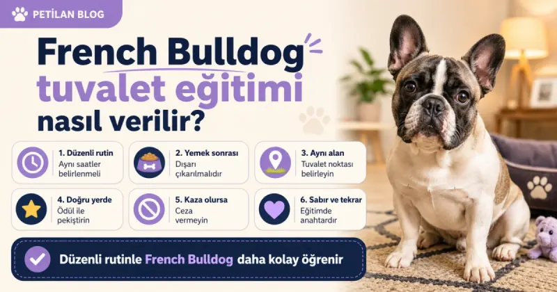 French Bulldog tuvalet eğitimi nasıl verilir?