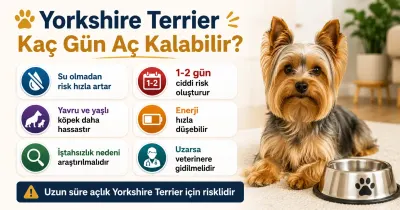 Yorkshire Terrier kaç gün aç kalabilir?