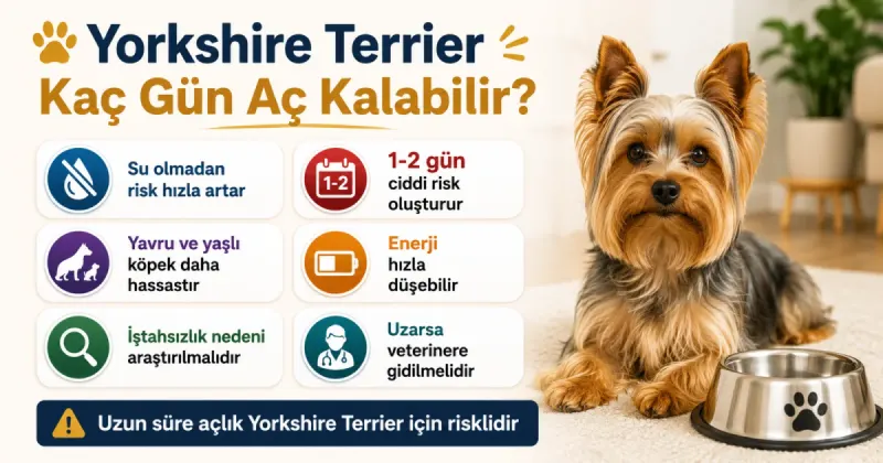 Yorkshire Terrier kaç gün aç kalabilir?