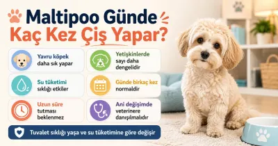 Maltipoo günde kaç kez çiş yapar?