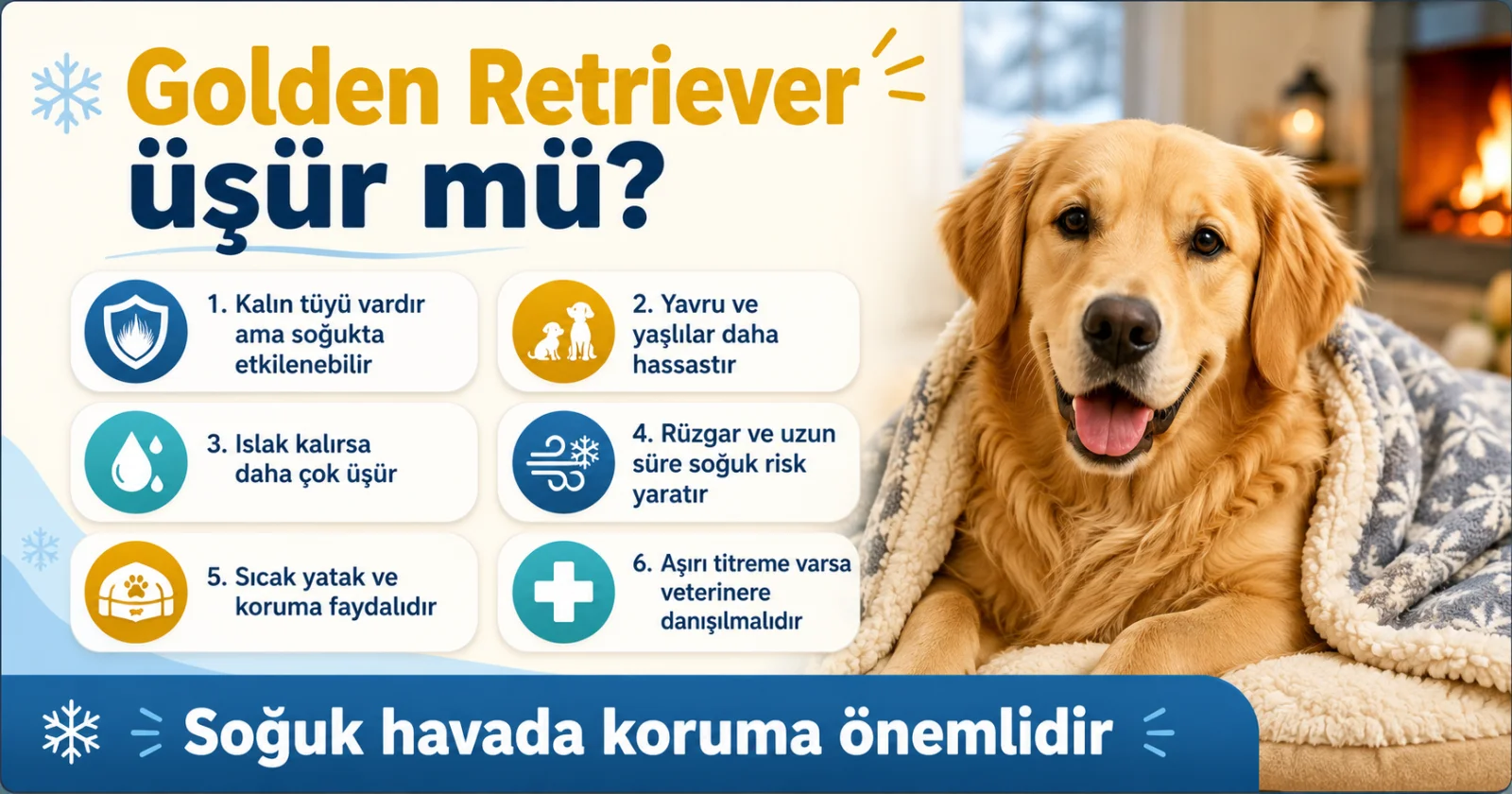 Golden Retriever üşür mü?