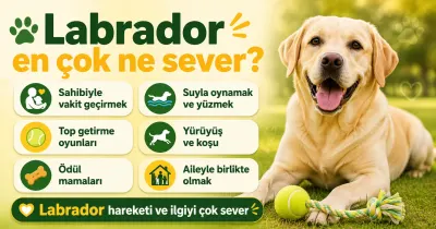 Labrador en çok ne sever?