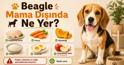 Beagle mama dışında ne yer?