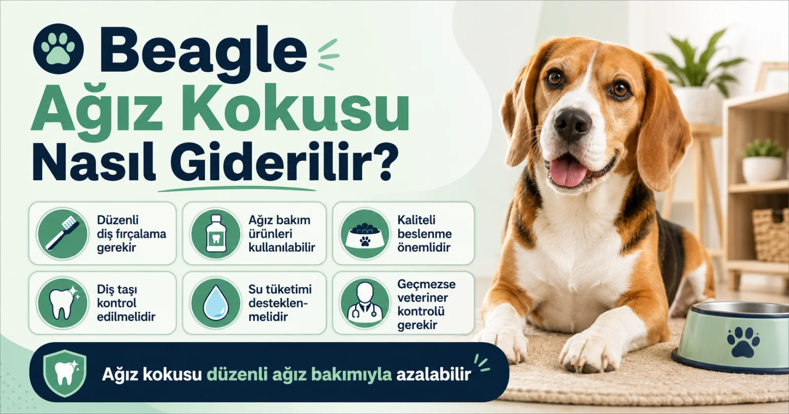 Beagle ağız kokusu nasıl giderilir?