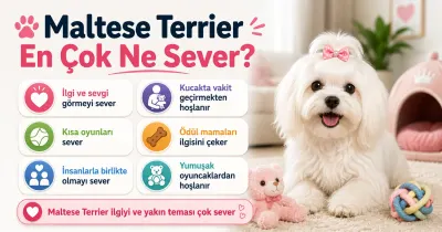 Maltese Terrier en çok ne sever?
