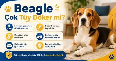 Beagle çok tüy döker mi?
