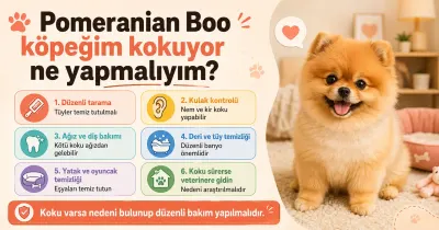 Pomeranian Boo köpeğim kokuyor ne yapmalıyım?
