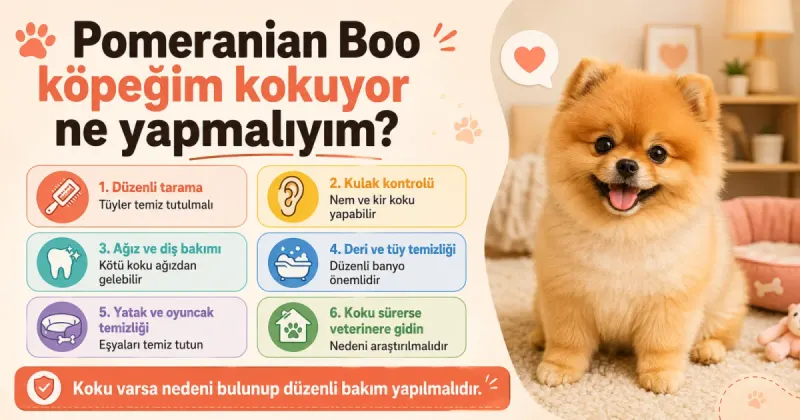 Pomeranian Boo köpeğim kokuyor ne yapmalıyım?
