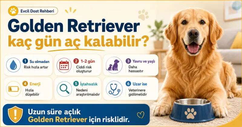 Golden Retriever kaç gün aç kalabilir?