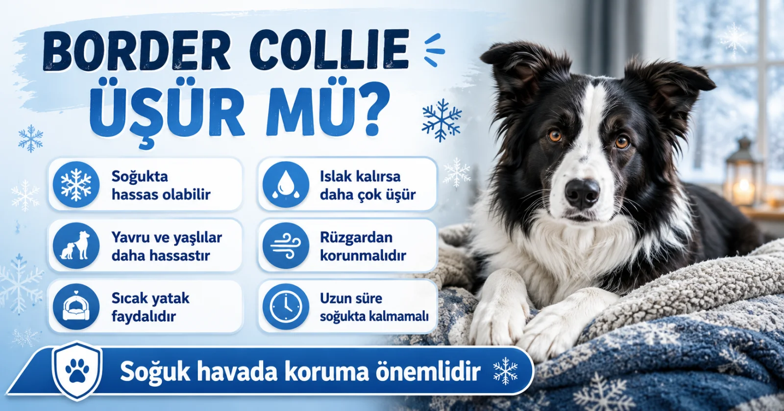Border Collie üşür mü?
