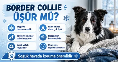 Border Collie üşür mü?