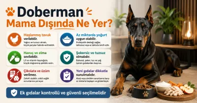 Doberman mama dışında ne yer?