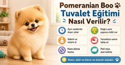 Pomeranian Boo tuvalet eğitimi nasıl verilir?