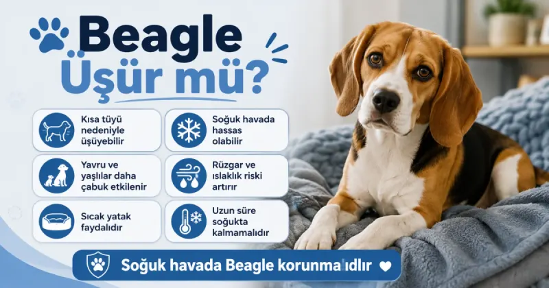 Beagle üşür mü?