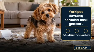 Yorkipoo davranış sorunları nasıl giderilir?