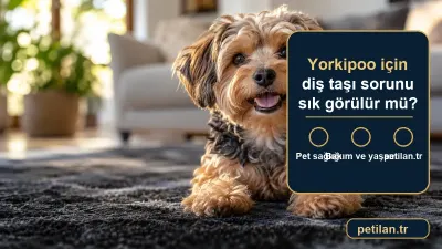 Yorkipoo için diş taşı sorunu sık görülür mü?