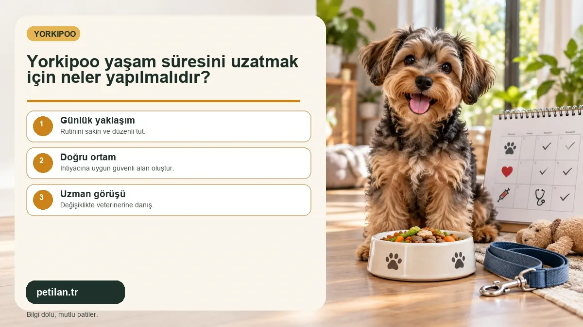 Yorkipoo yaşam süresini uzatmak için neler yapılmalıdır?