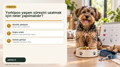 Yorkipoo yaşam süresini uzatmak için neler yapılmalıdır?
