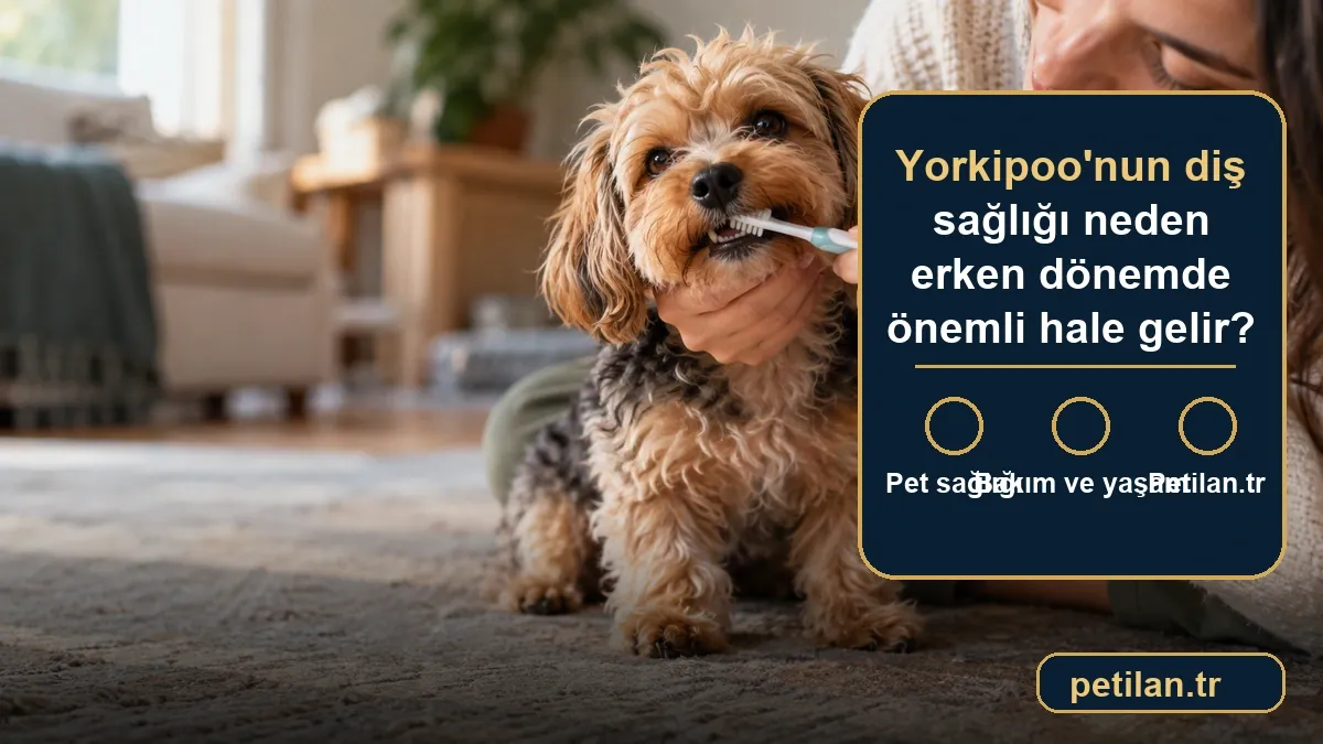 Yorkipoo'nun diş sağlığı neden erken dönemde önemli hale gelir?