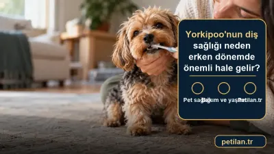Yorkipoo'nun diş sağlığı neden erken dönemde önemli hale gelir?