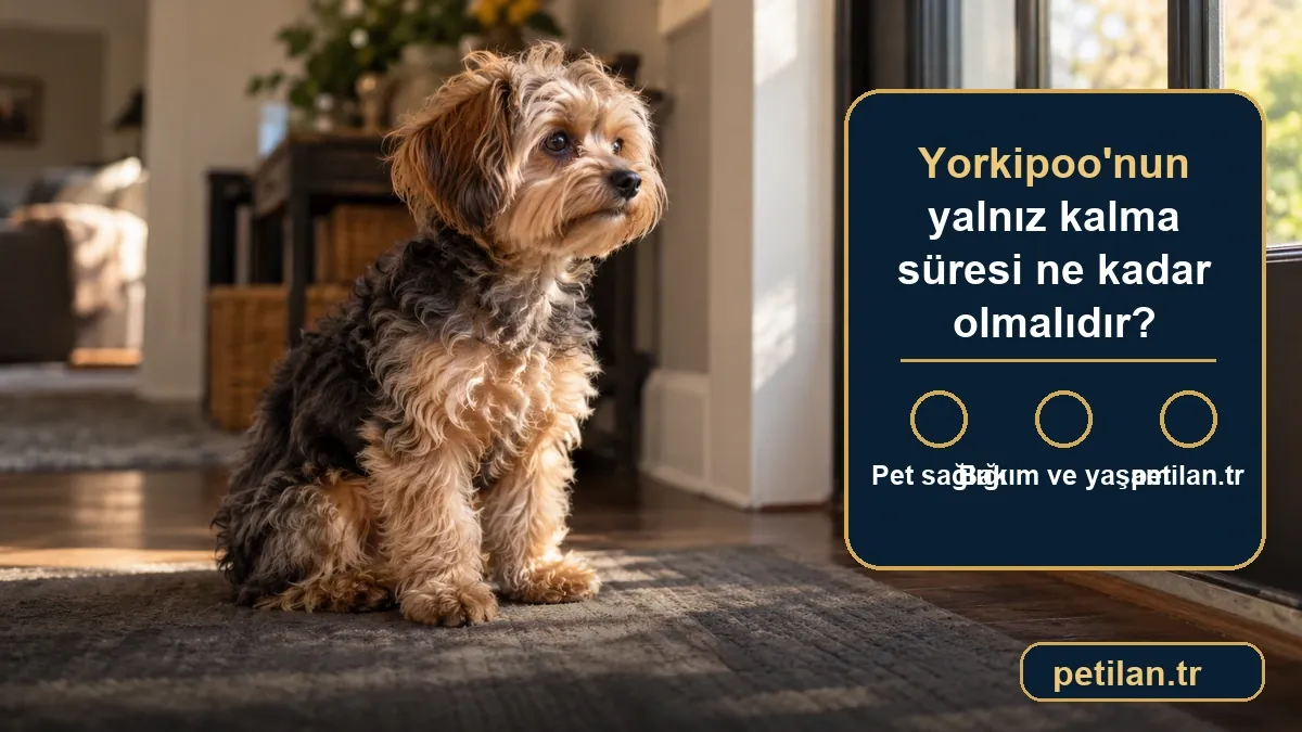Yorkipoo'nun yalnız kalma süresi ne kadar olmalıdır?