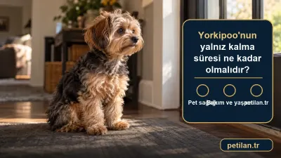 Yorkipoo'nun yalnız kalma süresi ne kadar olmalıdır?