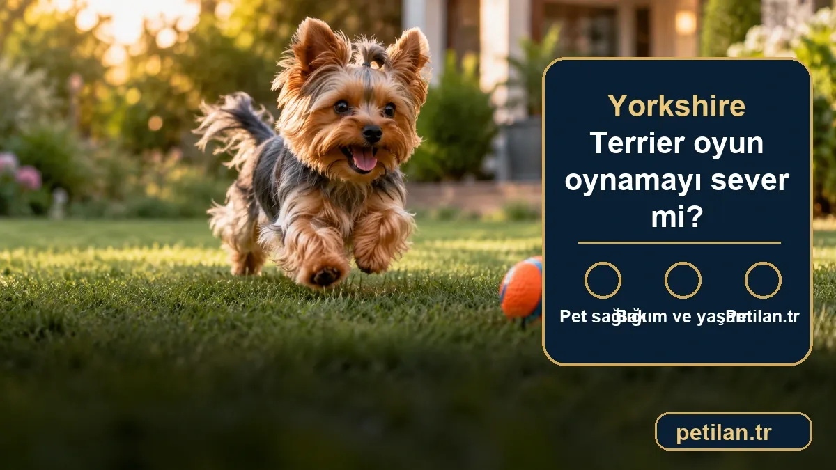 Yorkshire Terrier oyun oynamayı sever mi?