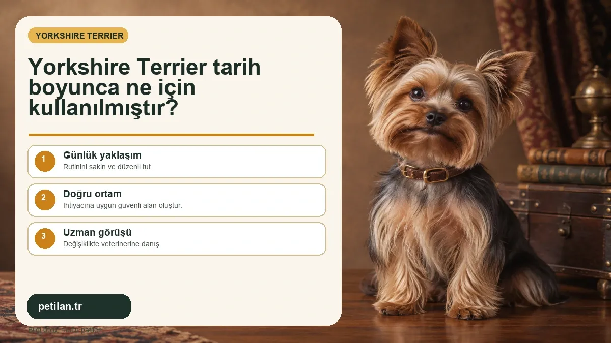 Yorkshire Terrier tarih boyunca ne için kullanılmıştır?