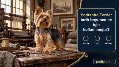 Yorkshire Terrier tarih boyunca ne için kullanılmıştır?