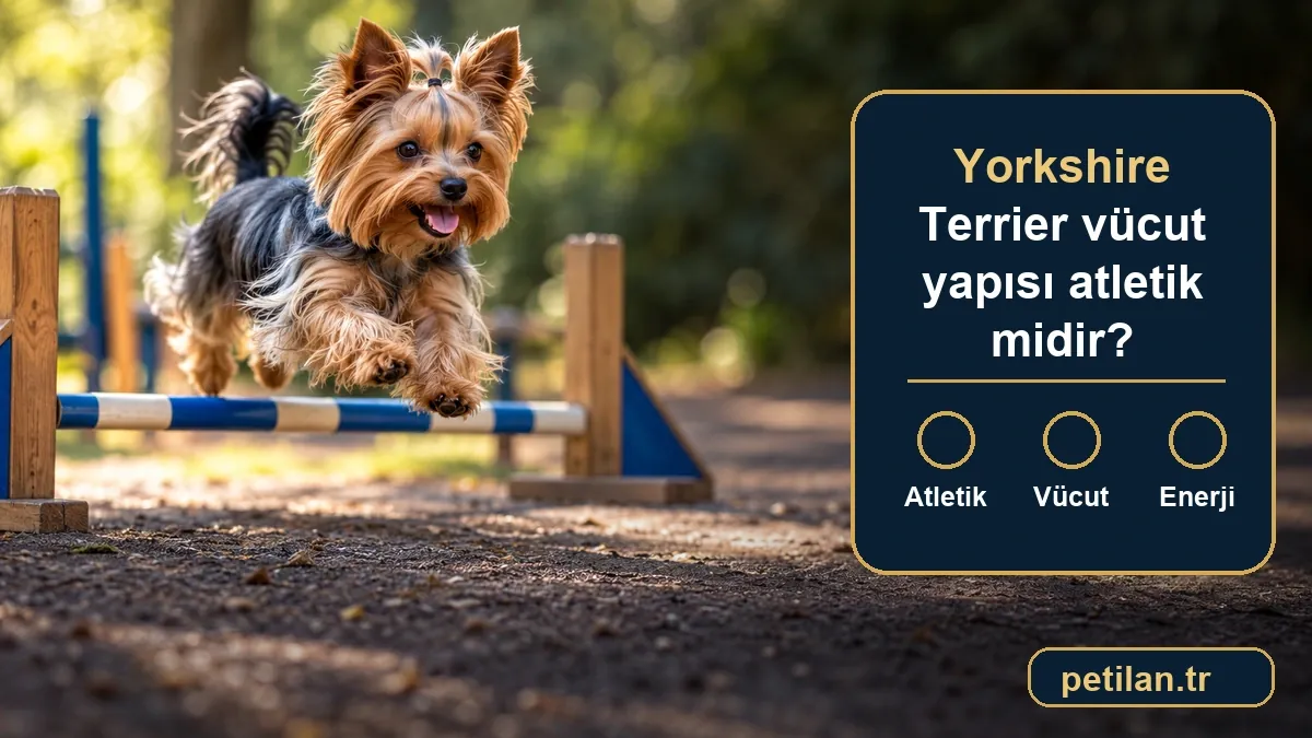 Yorkshire Terrier vücut yapısı atletik midir?