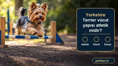 Yorkshire Terrier vücut yapısı atletik midir?
