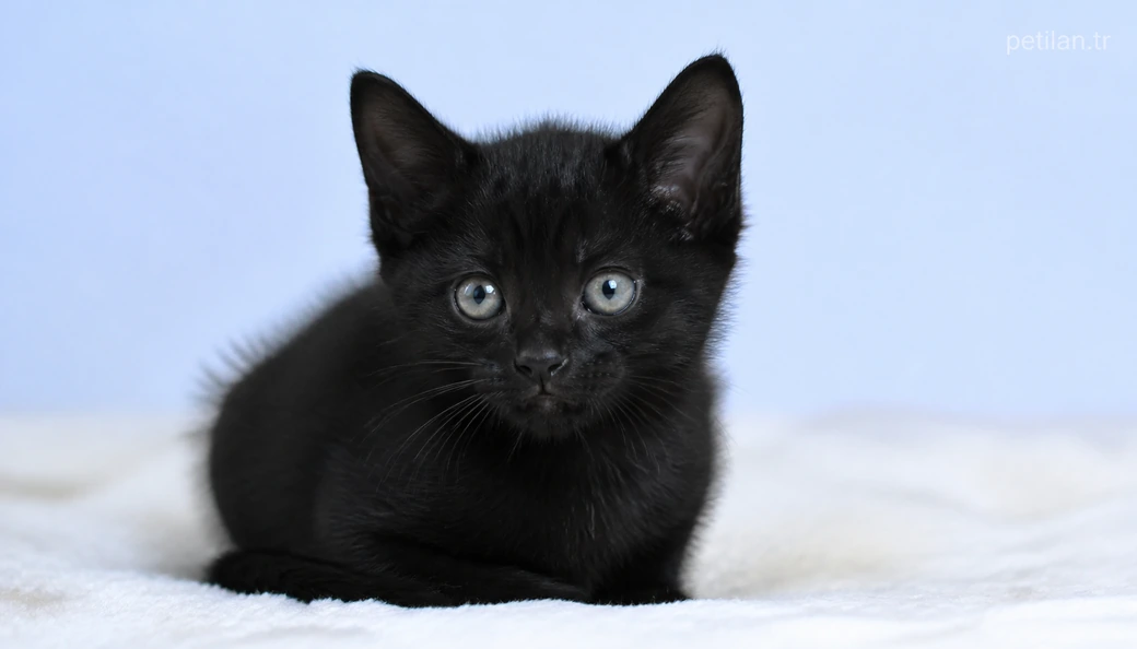 Ağrı Kedi yavru