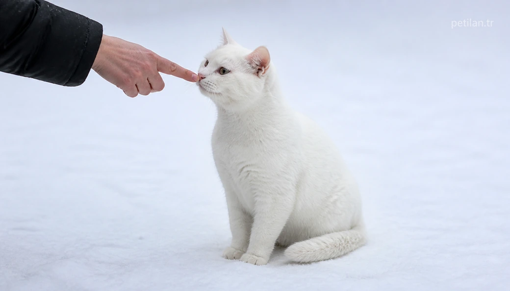 Ağrı Kedi sahiplenme