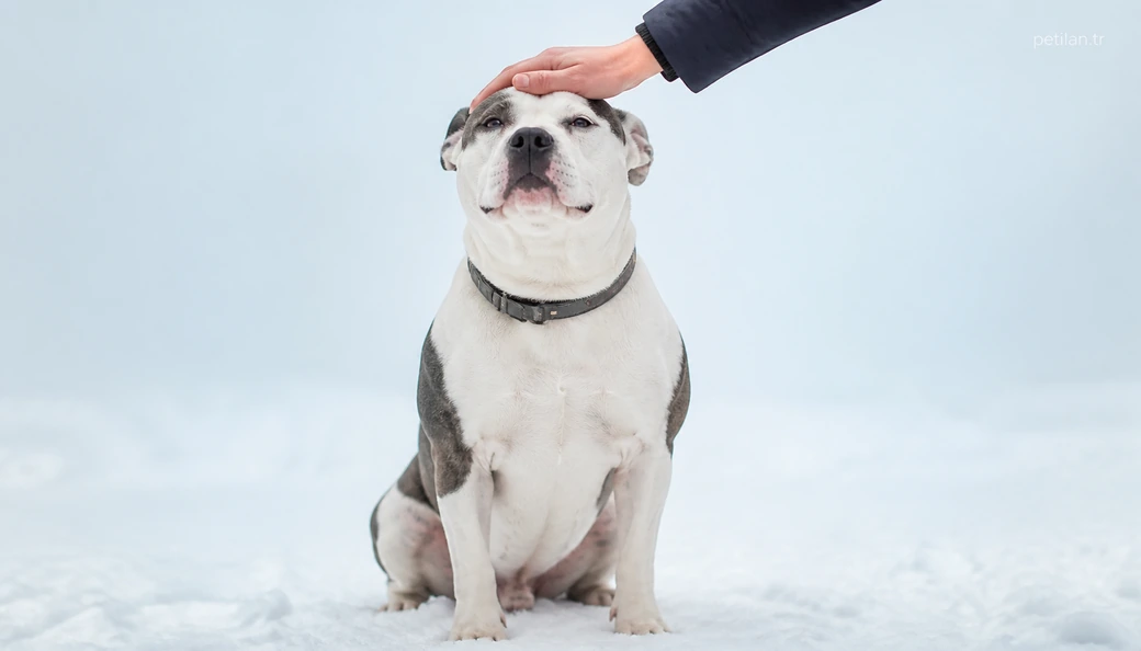 Ağrı Köpek sahiplenme